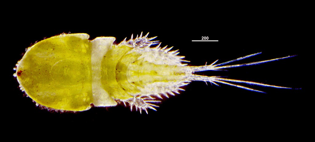 Acanthocyclops_americanus10.jpg