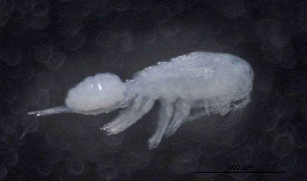 Acanthocyclops_americanus11.jpg
