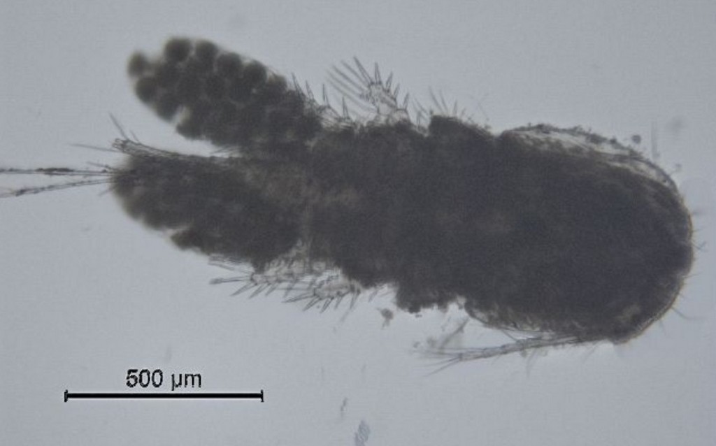 Acanthocyclops_americanus14.jpg