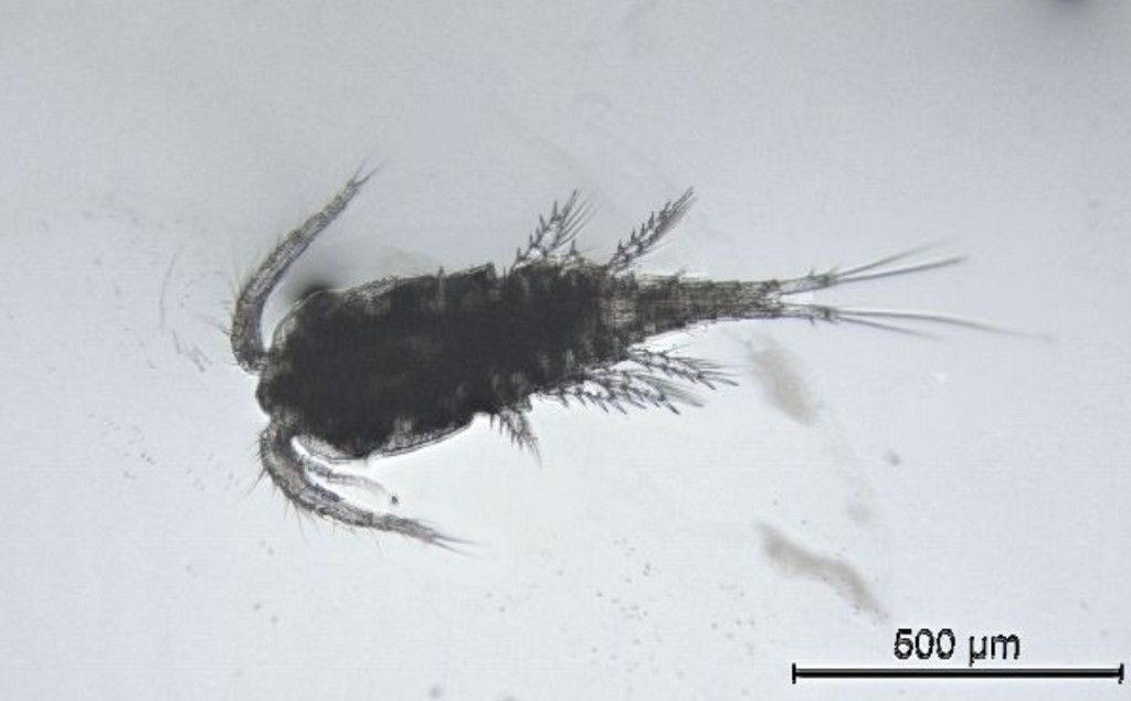 Acanthocyclops_americanus15.jpg