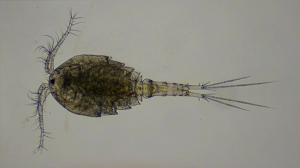 Acanthocyclops_robustus-10.jpeg