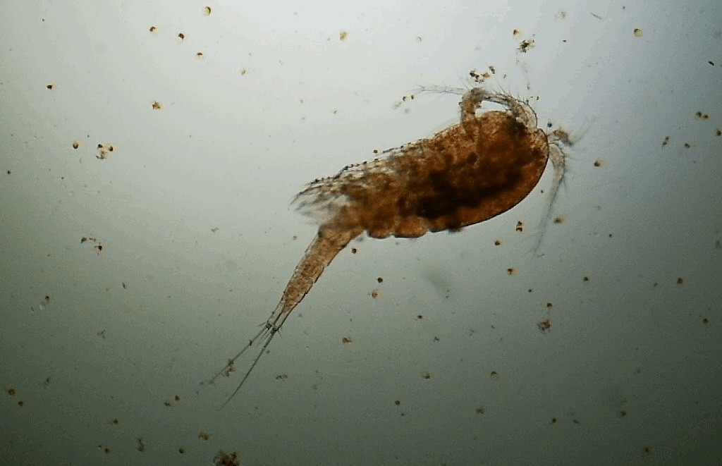 Acanthocyclops_robustus-12.jpg