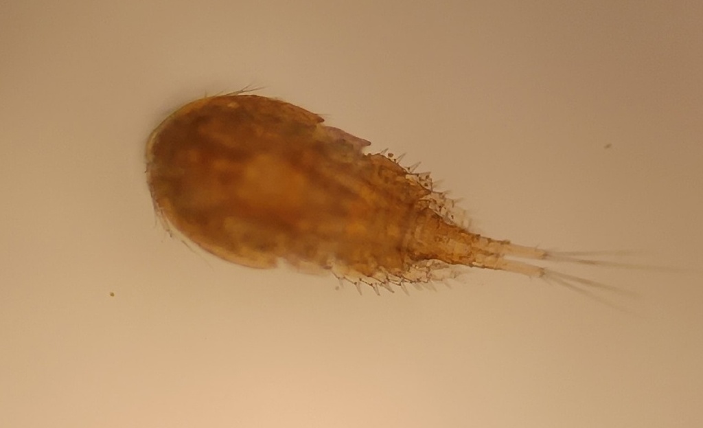 Acanthocyclops_robustus-14.jpg
