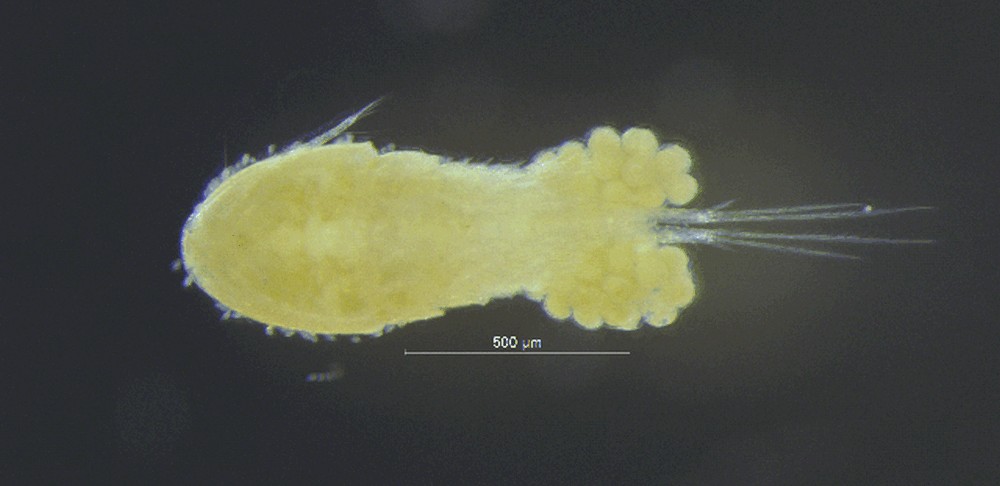Acanthocyclops_robustus-15.jpg