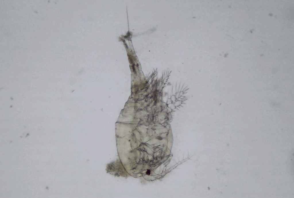Acanthocyclops_vernalis-12.jpg