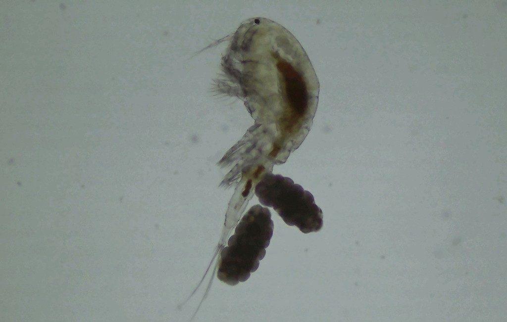 Acanthocyclops_vernalis-13.jpg
