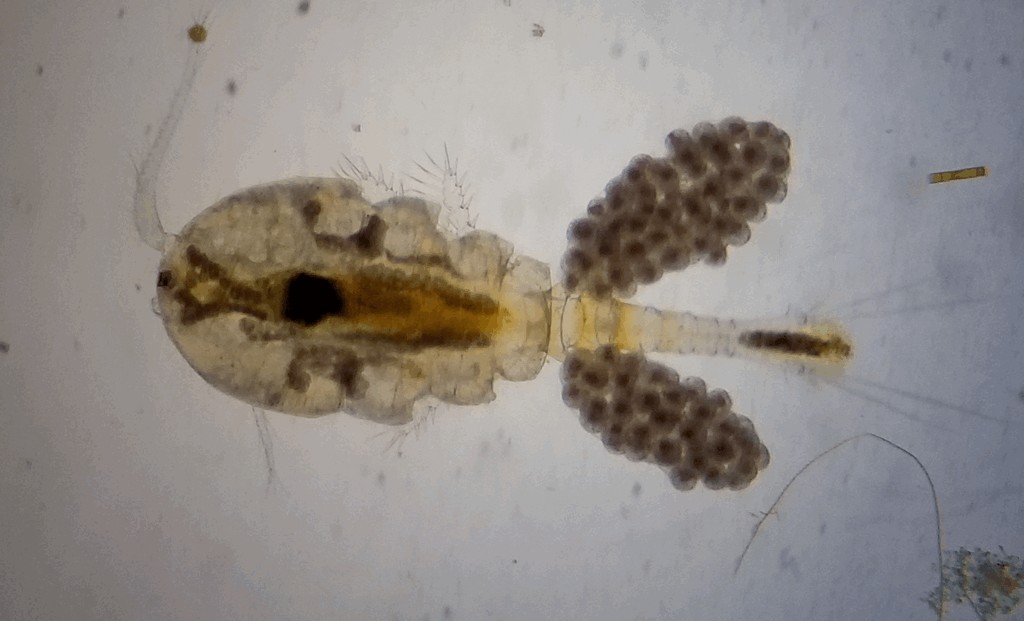 Acanthocyclops_vernalis-16.jpg