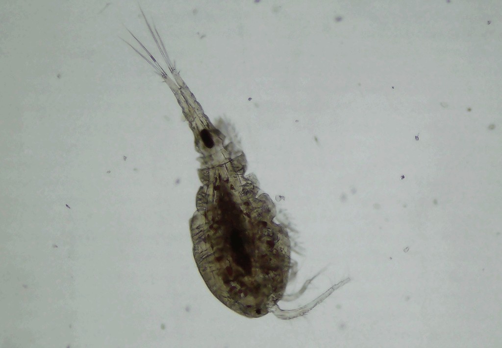 Acanthocyclops_vernalis-17.jpg