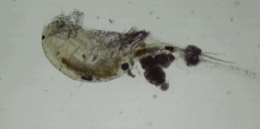 Acanthocyclops_vernalis-18.jpg