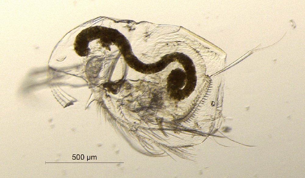 Acantholeberis_curvirostris-1.jpg