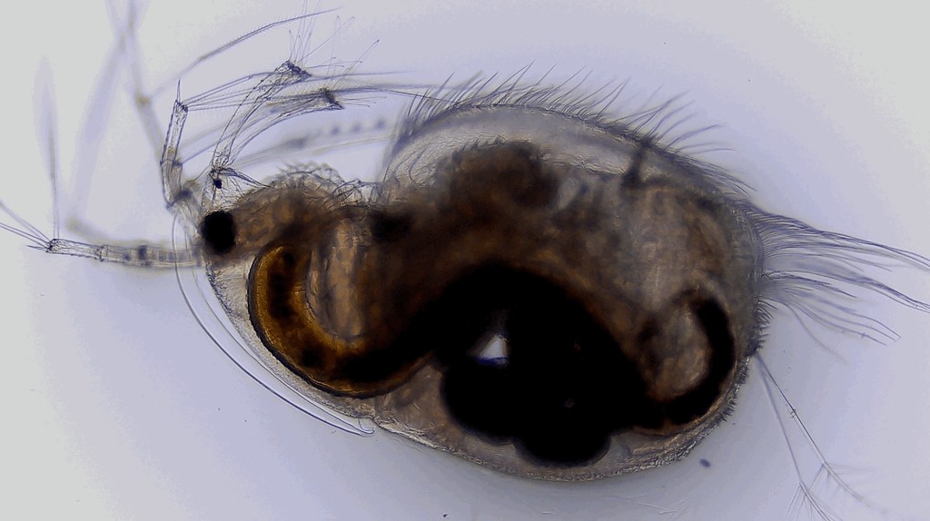 Acantholeberis_curvirostris-10.jpg
