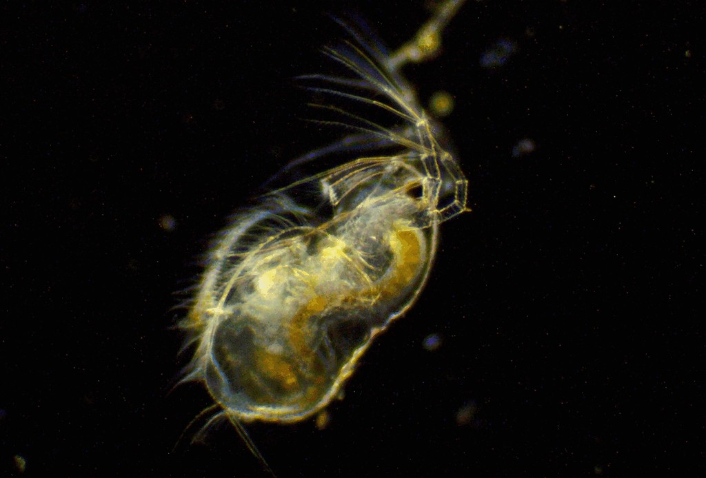 Acantholeberis_curvirostris-11.jpg