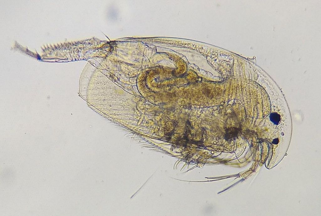 Acroperus_angustatus-11.jpg