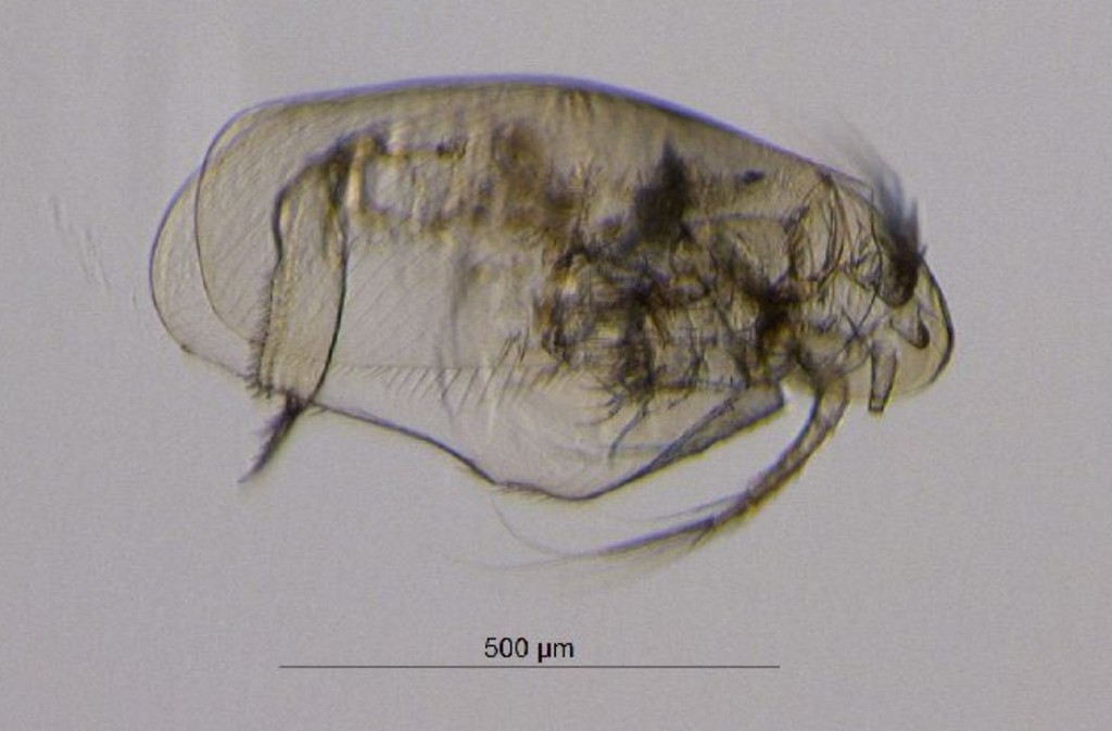 Acroperus_elongatus-1.jpg