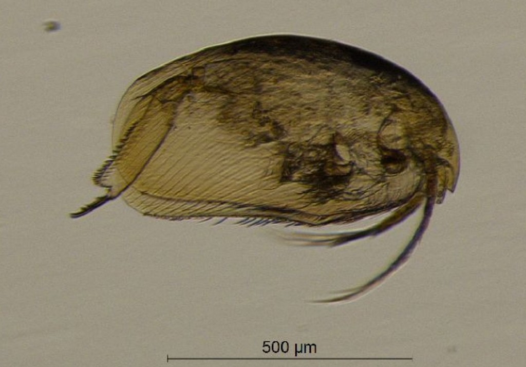 Acroperus_elongatus-2.jpg