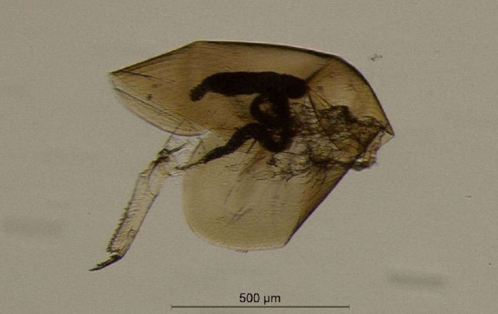 Acroperus_elongatus-3.jpg