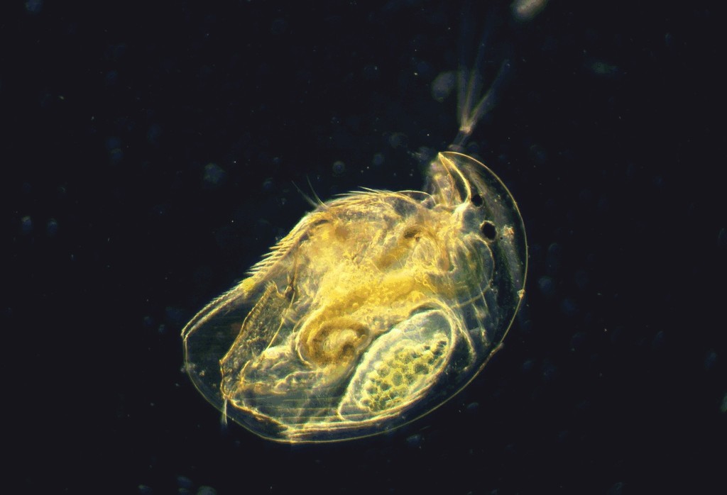 Acroperus_harpae-20.jpg