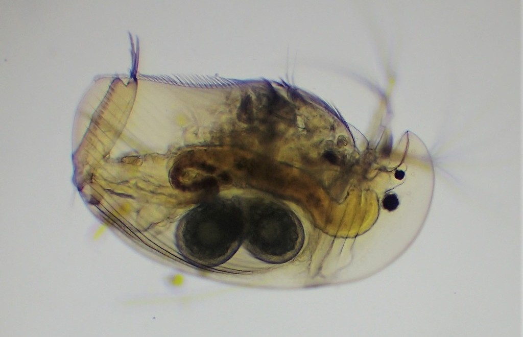 Acroperus_harpae-22.jpg