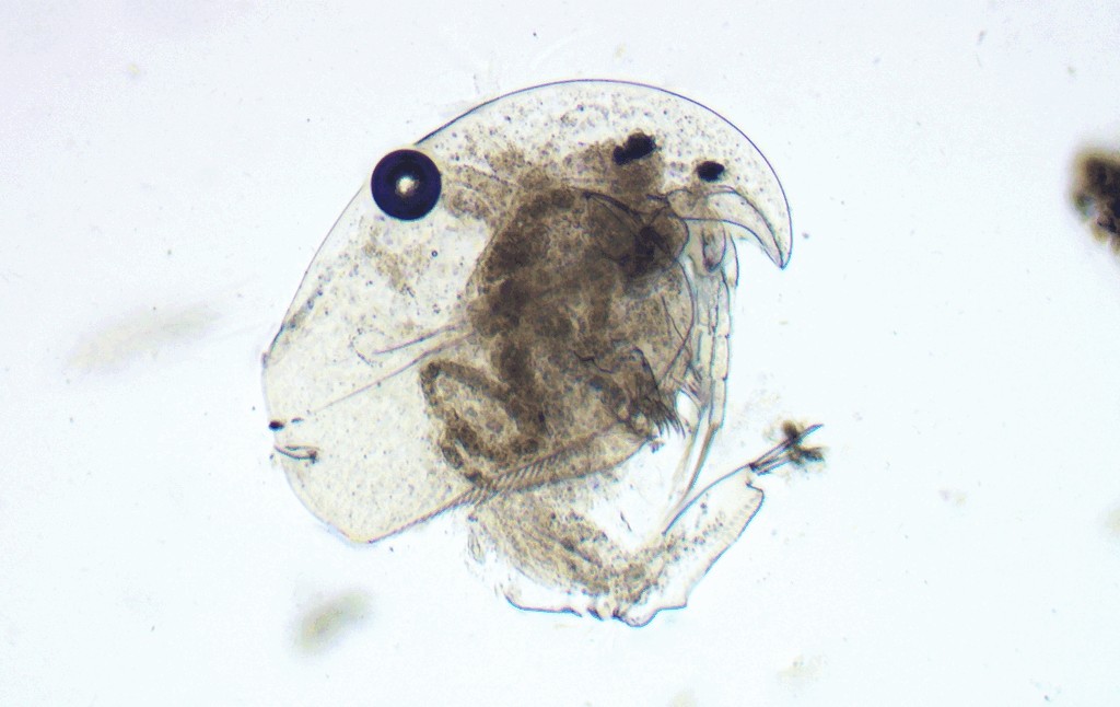 Acroperus_harpae-23.jpg