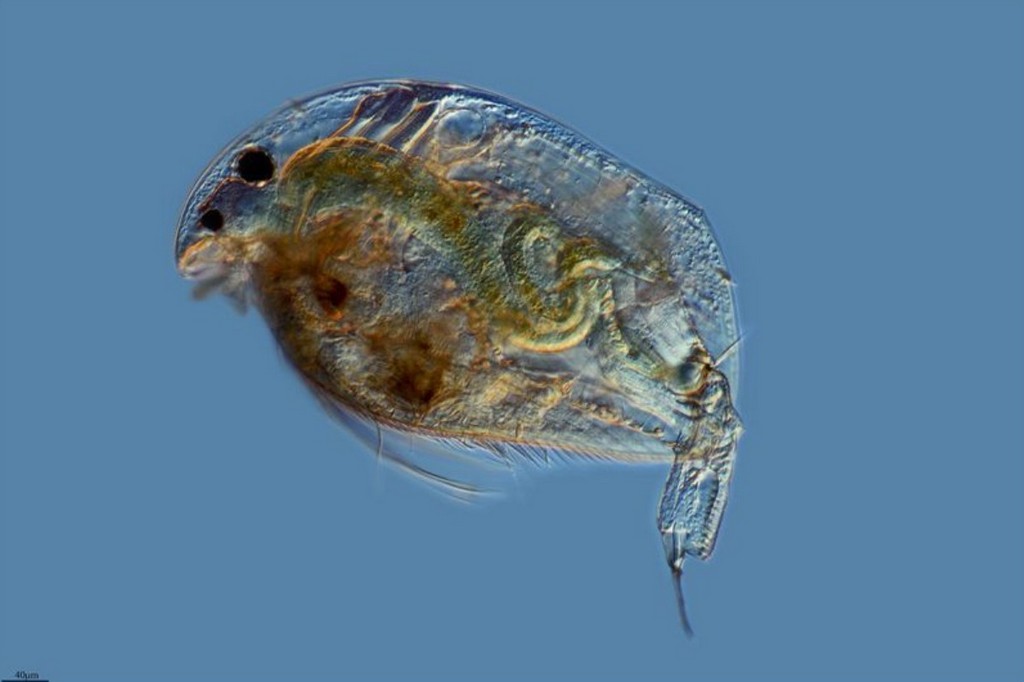 Acroperus_neglectus-01.jpg