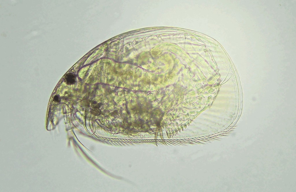 Alona_costata-5.jpg