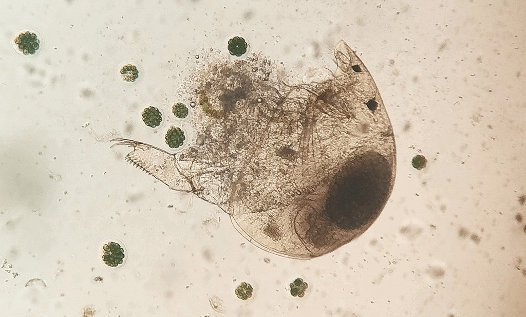 Alona_costata-6.jpg