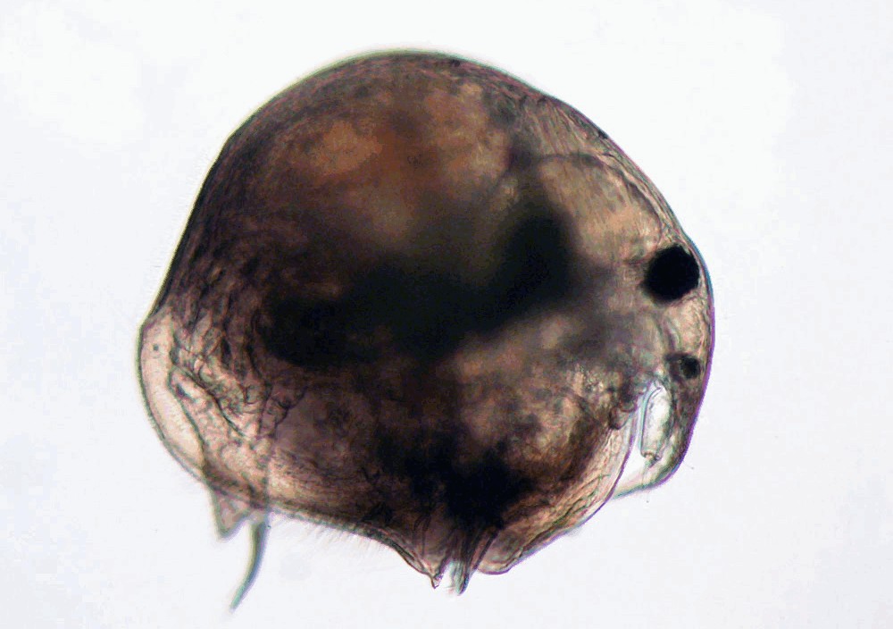 Anchistropus_emarginatus-5.jpg