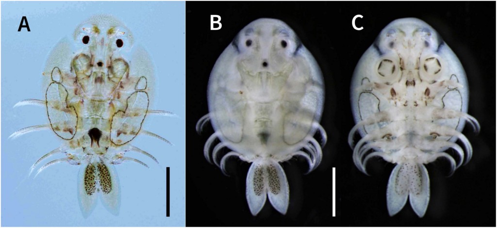 Argulus_coregoni_Figure_5.jpg