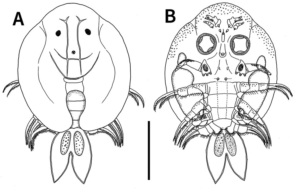Argulus_coregoni__10_12782-specdiv_30_1__Figure_3-1.jpg