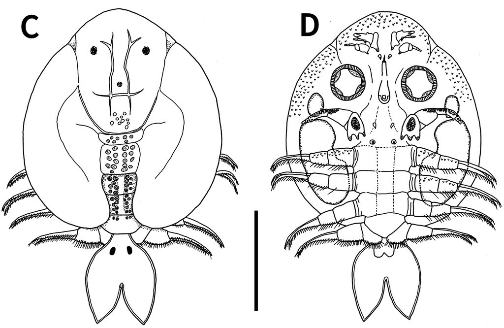 Argulus_coregoni__10_12782-specdiv_30_1__Figure_3-2.jpg