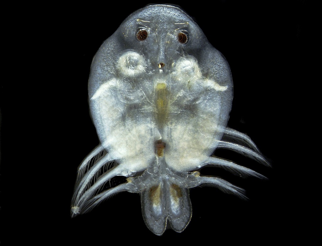 Argulus_foliaceus-22.jpg