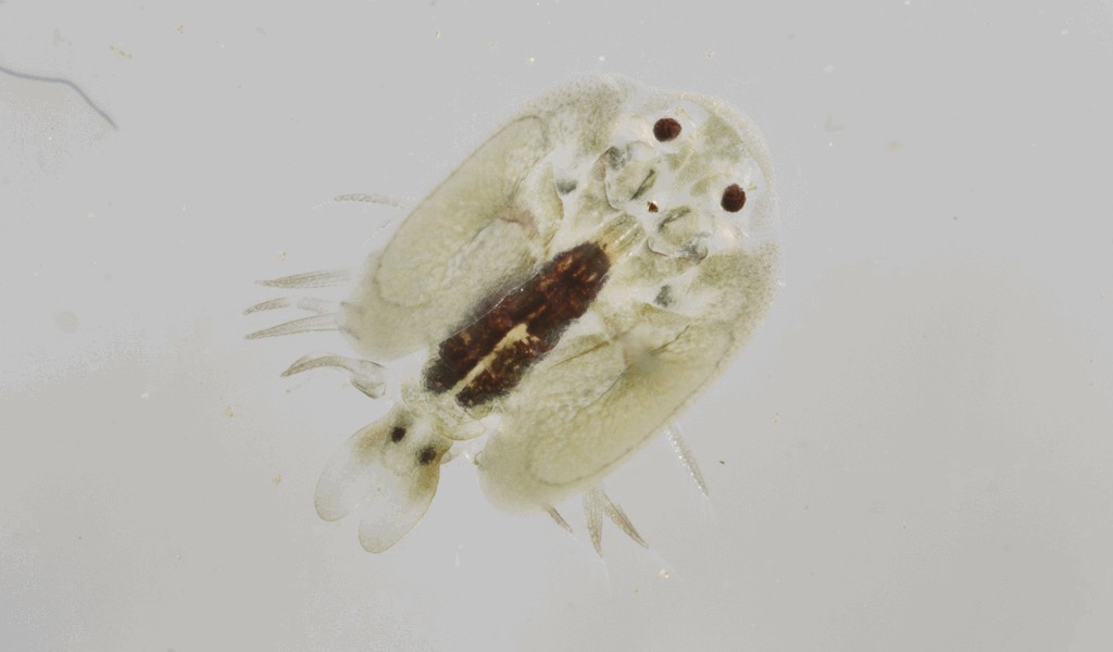 Argulus_foliaceus-23.jpg
