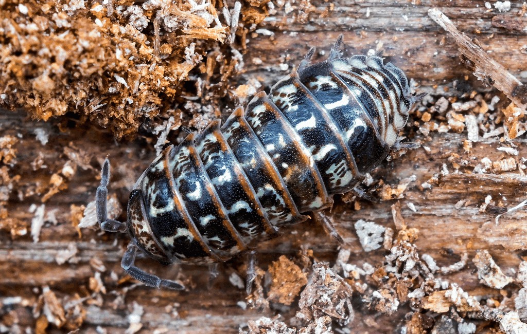 Armadillidium_pulchellum-11a.jpg