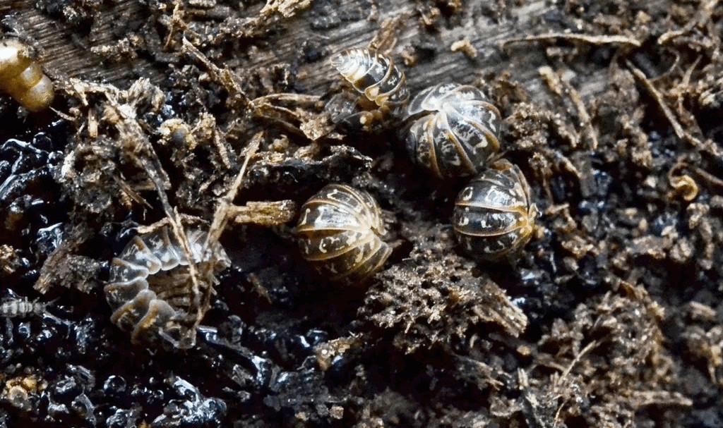 Armadillidium_pulchellum-12a.jpg