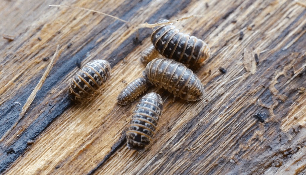 Armadillidium_pulchellum-13a.jpg