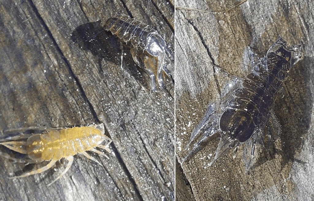 Asellus_aquaticus-21.jpg