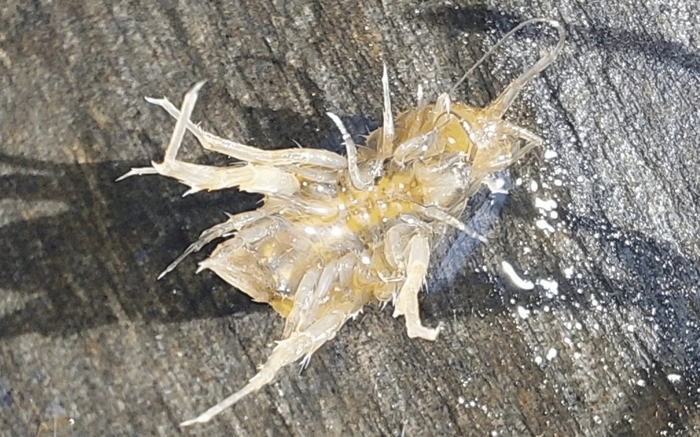 Asellus_aquaticus-22.jpg