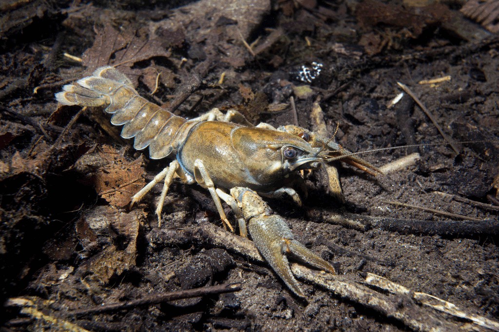 Astacus_astacus-24.jpg
