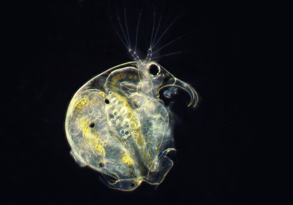 Bosmina_longirostris-10a.jpg