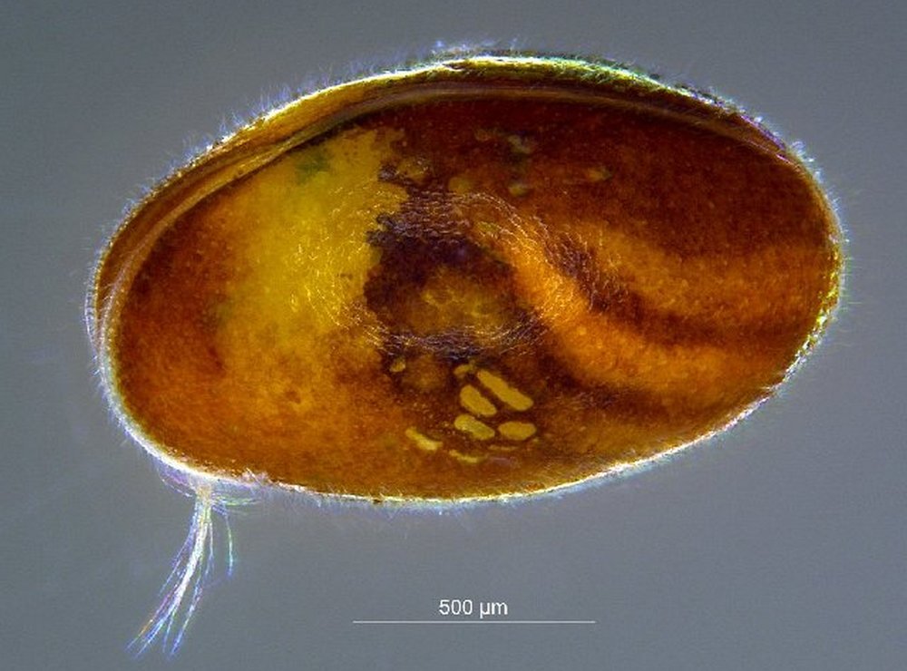 Bradleystrandesia_fuscata2a.jpg