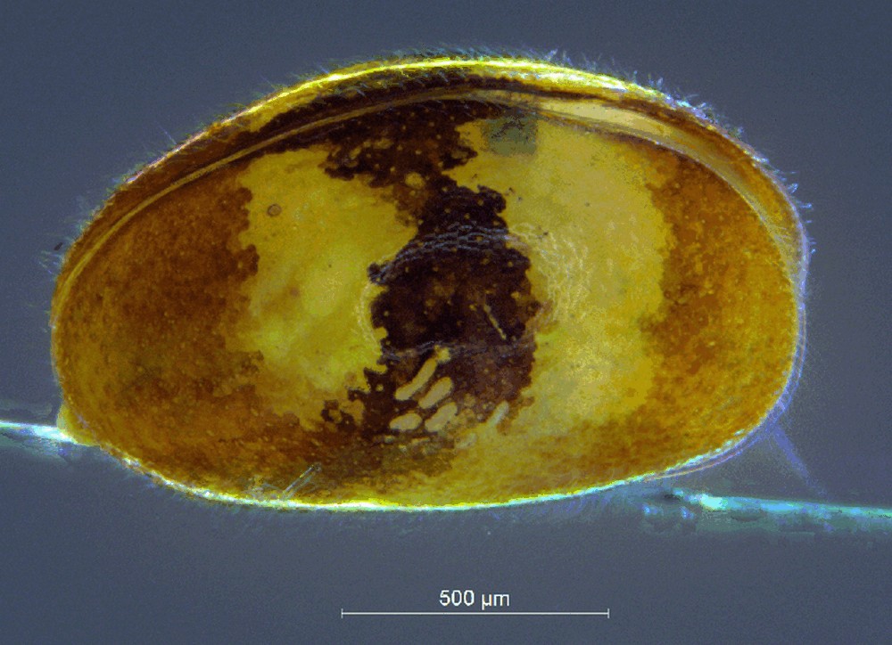 Bradleystrandesia_fuscata3a.jpg