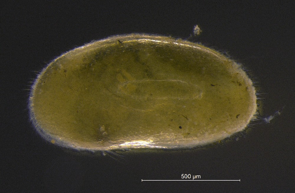 Bradleystrandesia_reticulata-10.jpg