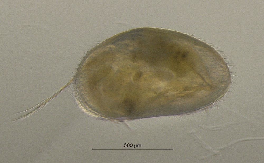 Bradleystrandesia_reticulata-11.jpg