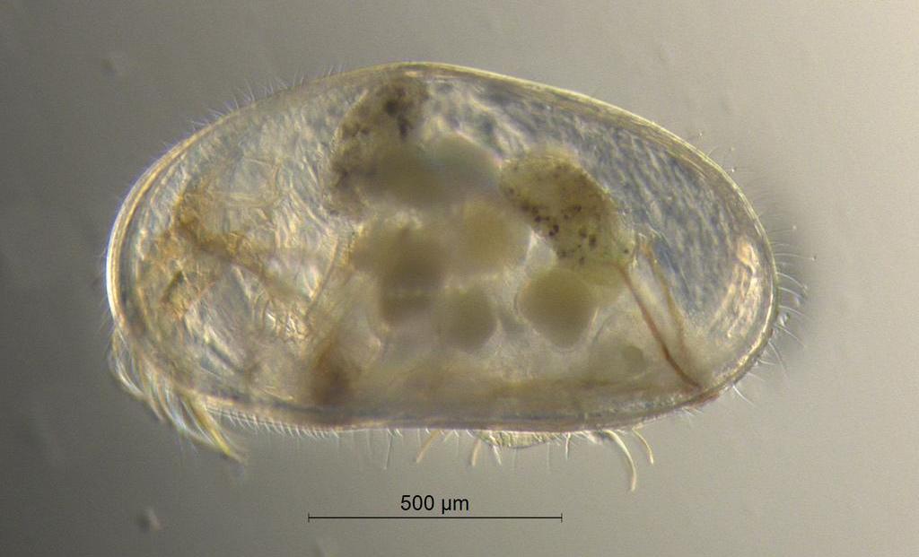 Bradleystrandesia_reticulata-12.jpg