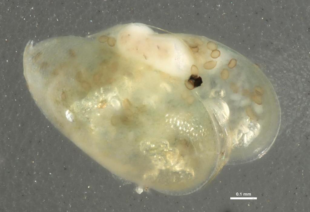 Bradleystrandesia_reticulata-13.jpg