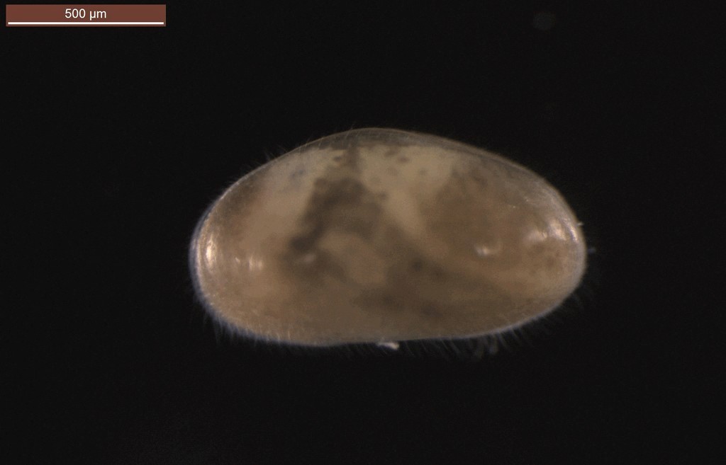 Bradleystrandesia_reticulata-14.jpg