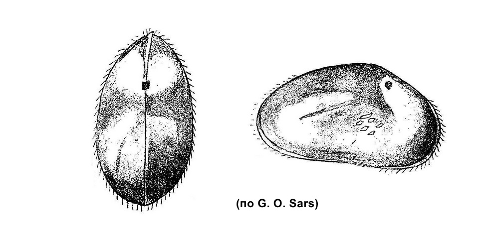 Bradleystrandesia_reticulata_sch.jpg
