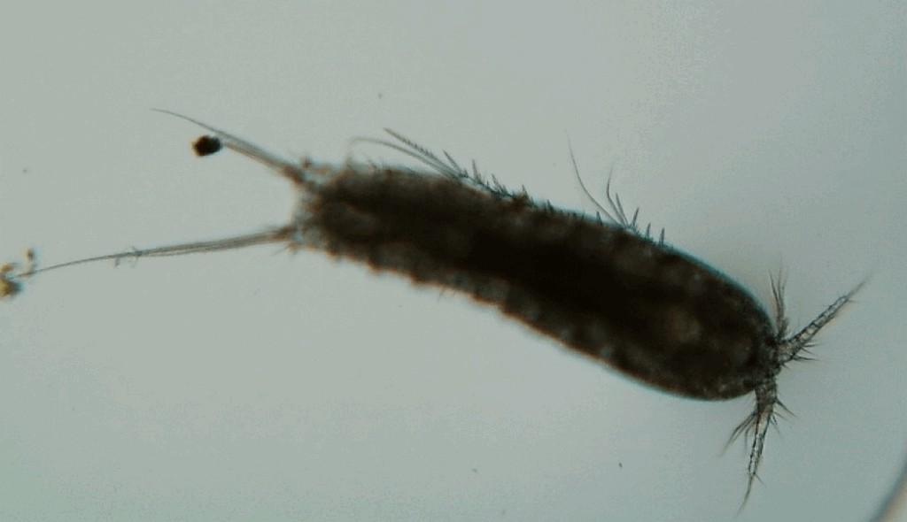 Bryocamptus_minutus-10a.jpg
