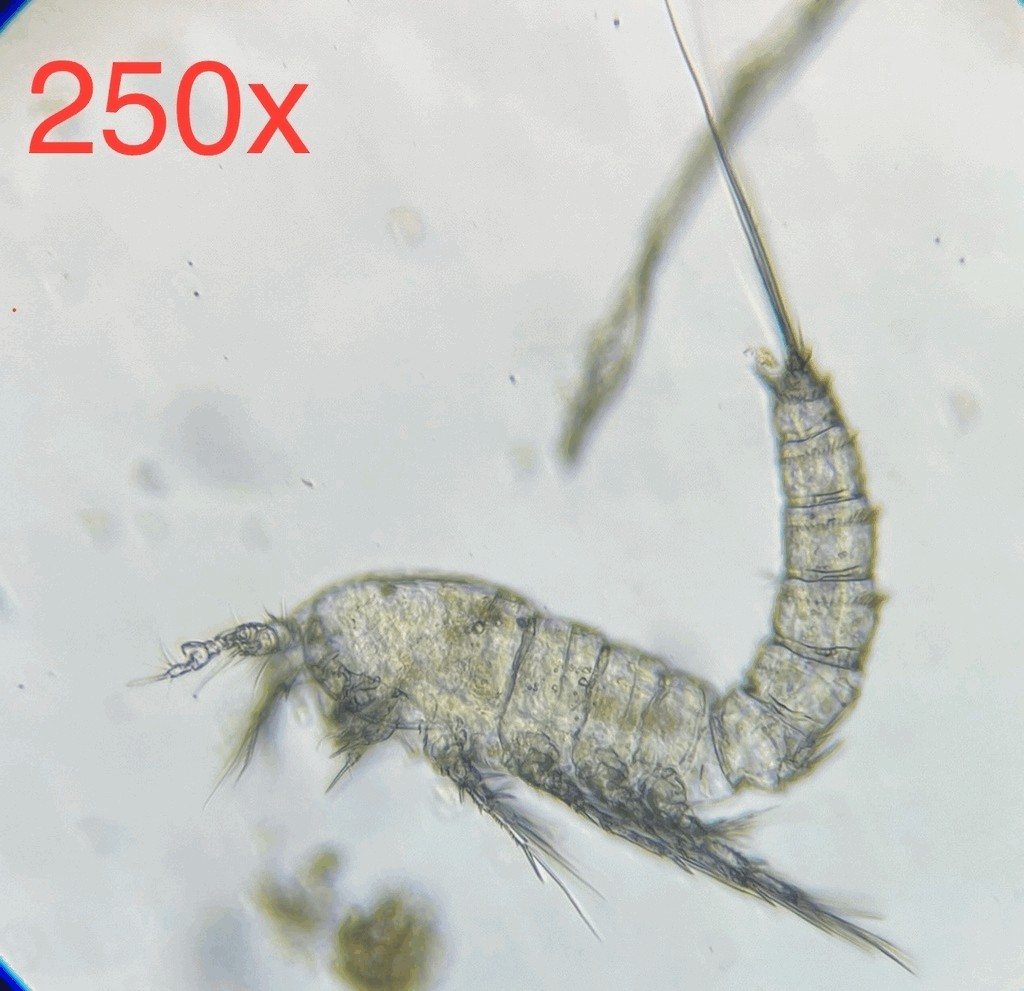 Bryocamptus_minutus-11.jpg