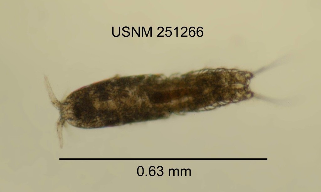 Bryocamptus_minutus-13.jpg